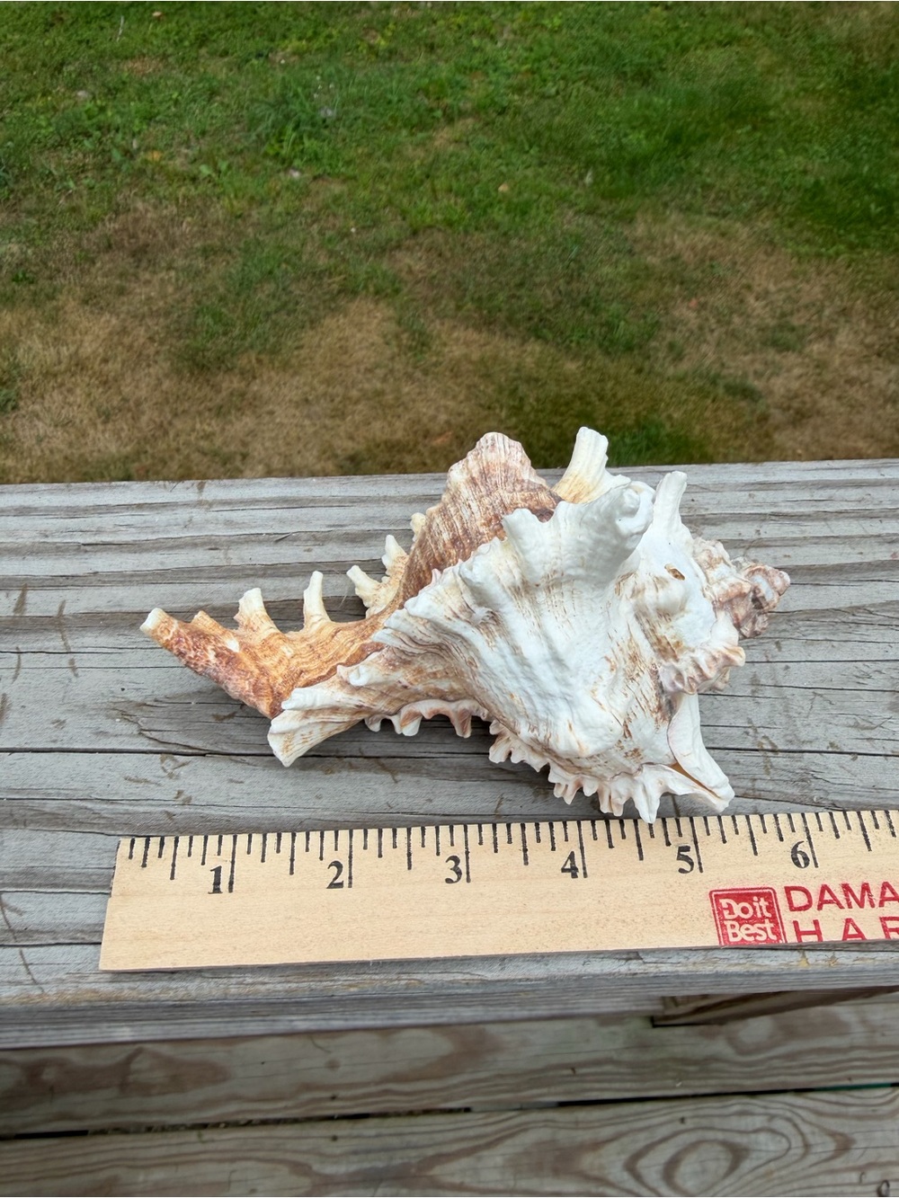 5 Large SeaShells | 🐚 Read Description - Picture 5 of 13